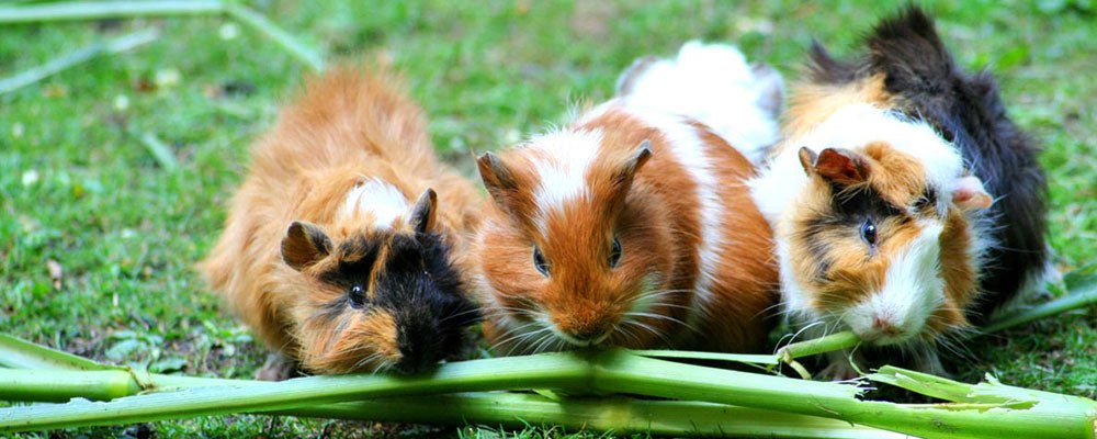 How many times fashion should a guinea pig eat