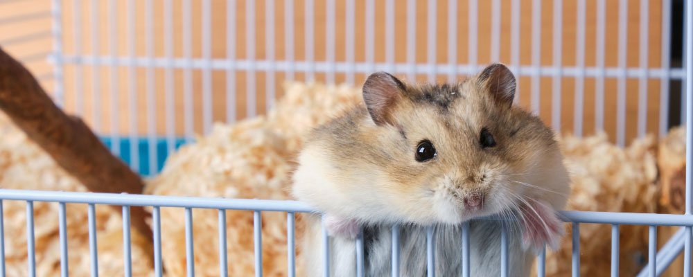 Hamster fashion chewing through plastic cage