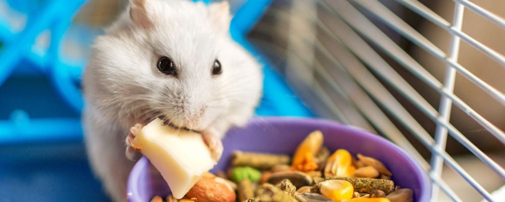 Hamster eating small food best sale