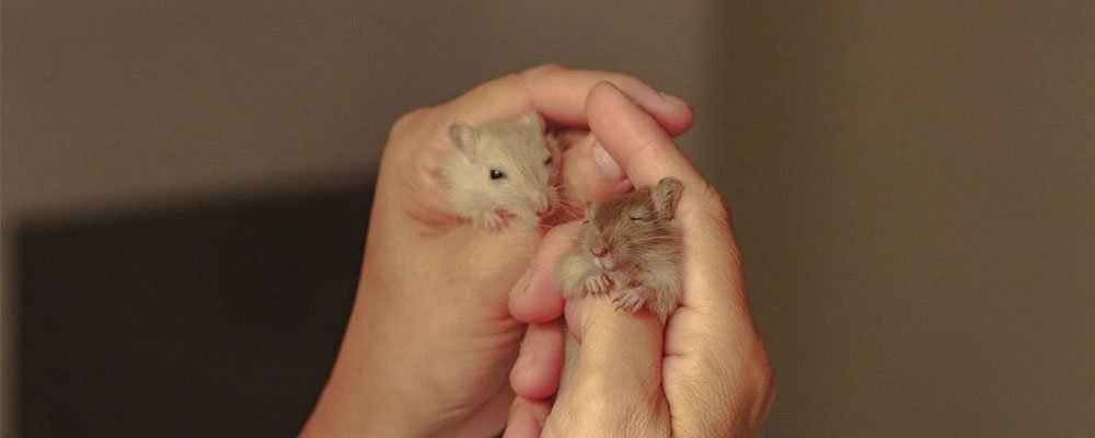 White and fashion grey dwarf hamster