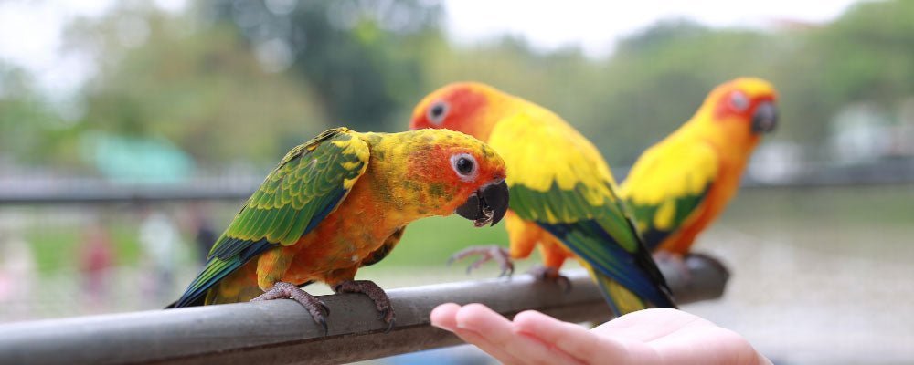 Cockatiel Food - A Guide to Feeding Cockatiels - Seedzbox