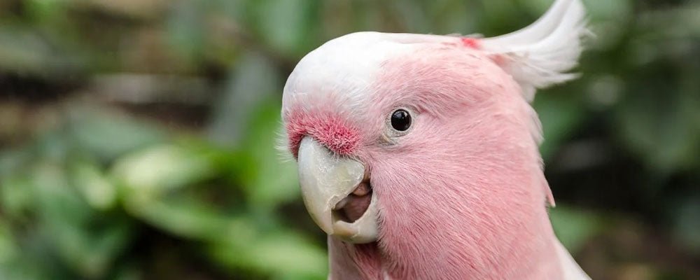 Cockatoo Habits & Behaviour - A Guide - Seedzbox