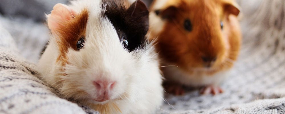 Guinea Pig Breeds - A Guide to Guinea Pig Breeds - Seedzbox