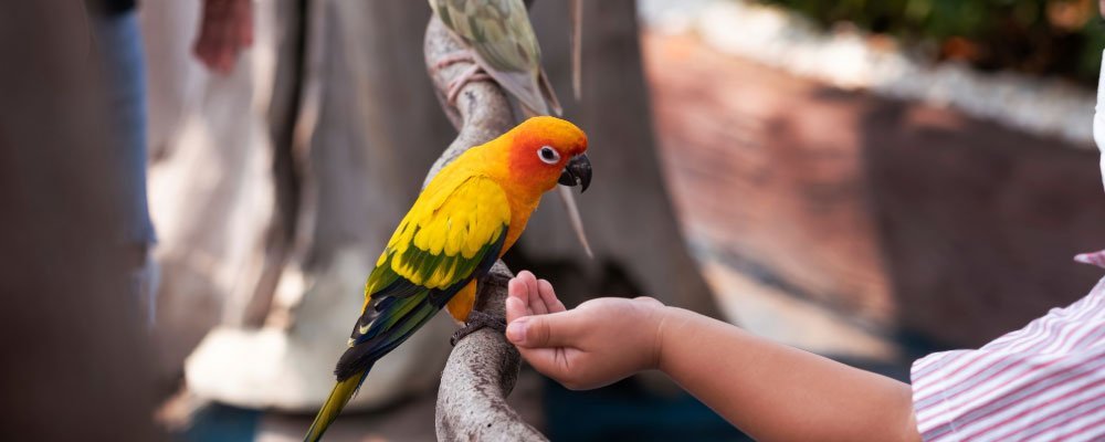 Parrot Food - A Guide To Feeding Parrots - Seedzbox