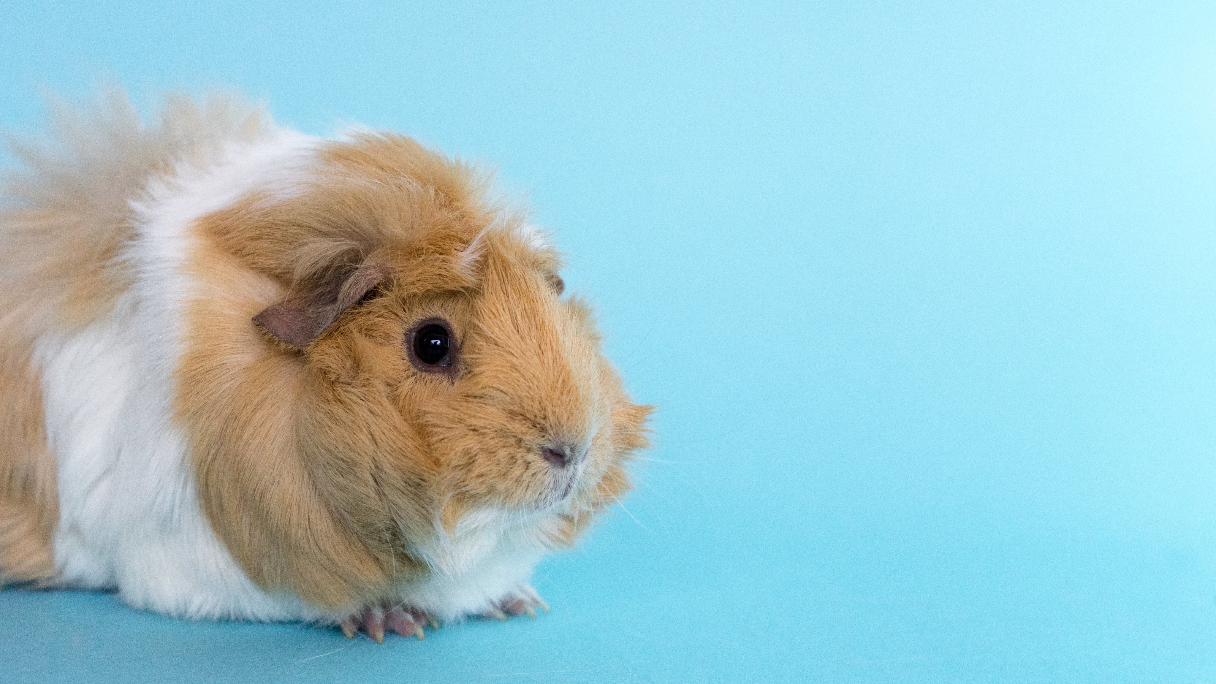 Feeding Guinea Pigs How To Feed Guinea Pigs