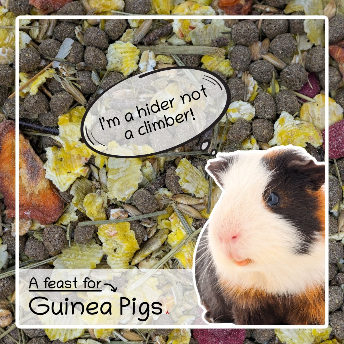 A Comprehensive Guide to Feeding Your Guinea Pig From Hay to Treats