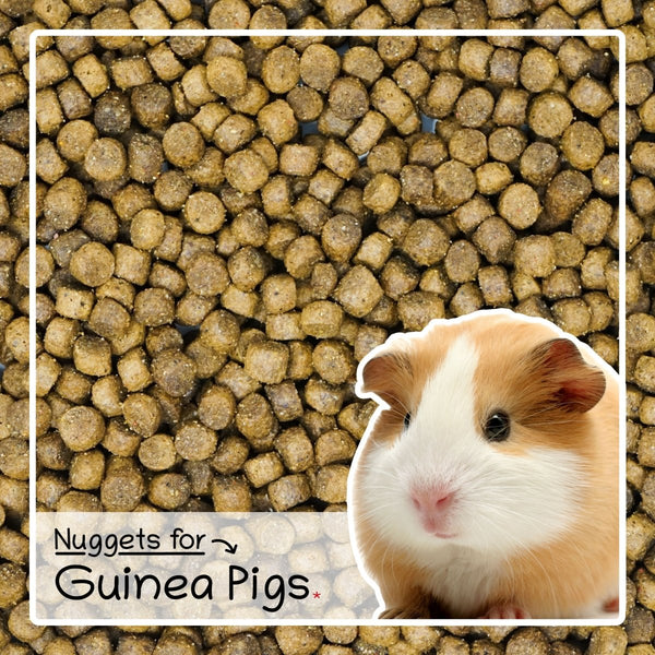 Guinea store pig nuggets